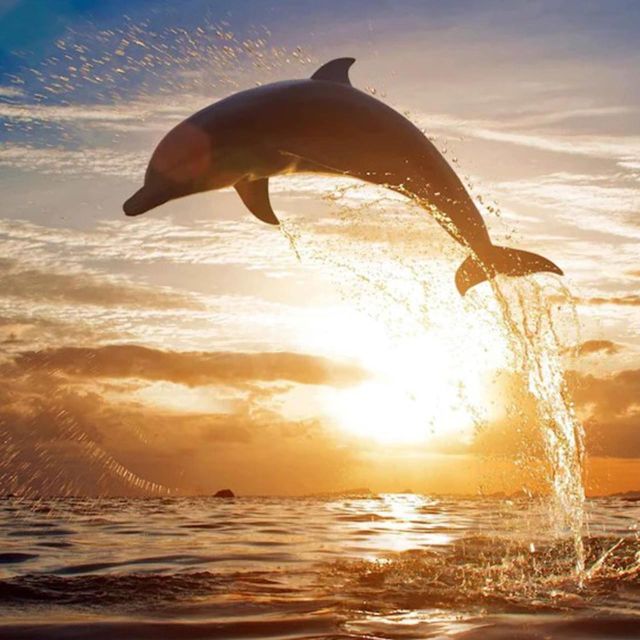 Lovina Beach: Sunrise Dolphin-Watching and Snorkeling Cruise - Last Words
