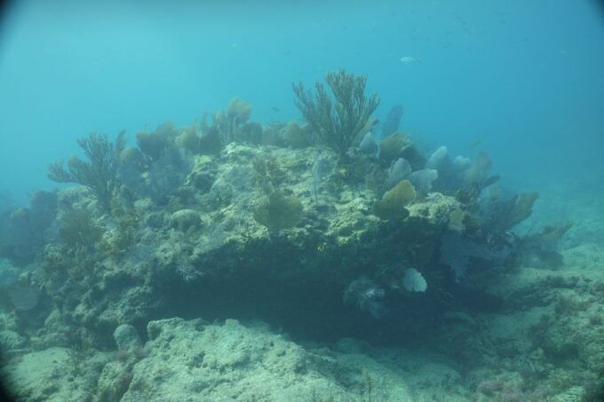 Lower Grand Lagoon: Panama City Beach Guided Snorkeling Tour - Additional Points