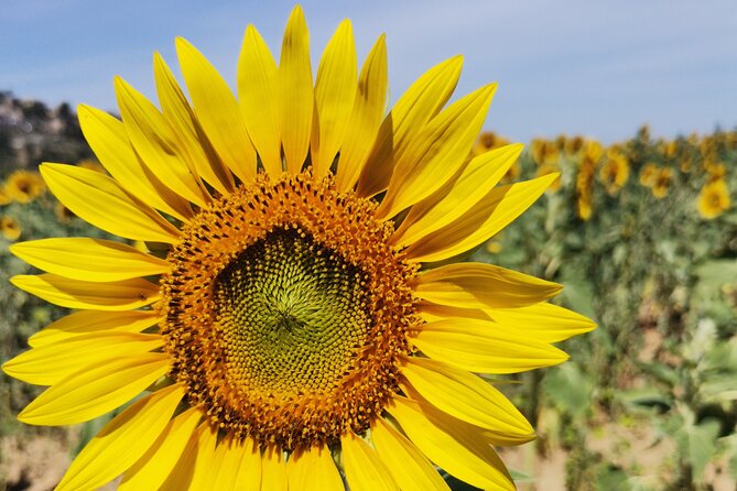 Luberon Wine and Charm: Explore the Flavors of the South - Taking in Local Culture and Traditions