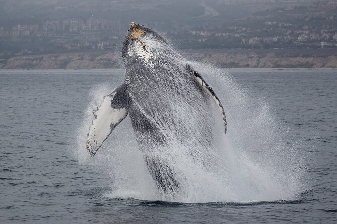 Luxury Whale Watching: Fewer People, Extra Speed, Expert Staff - Common questions