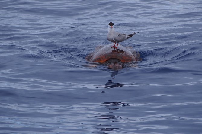 Madeira Dolphin and Whale Watching on a Ecological Catamaran - Last Words