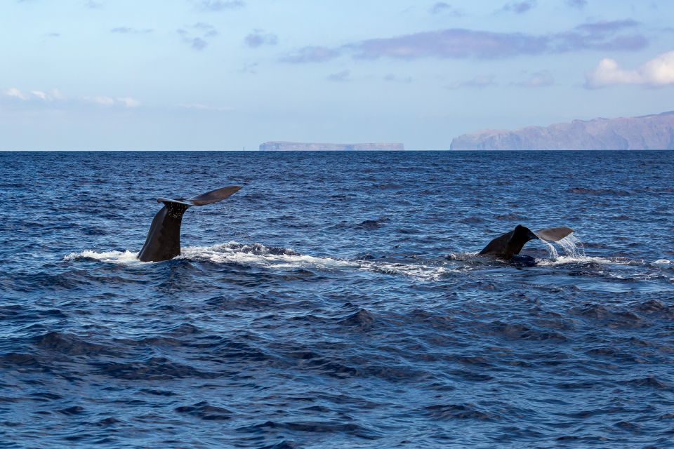 Madeira: Guaranteed Whales or Dolphins Watching Tour - Participant Selection