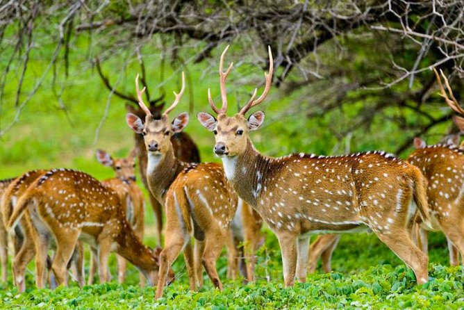 Maduru Oya National Park Private Safari - Cancellation Policy