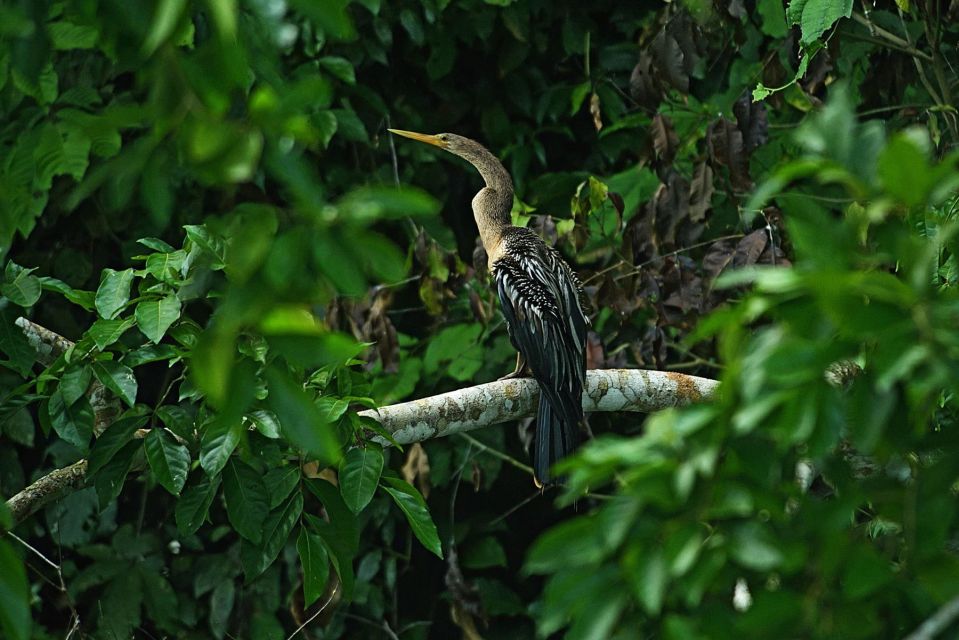 Manu Rainforest Tour 4 Days - Common questions