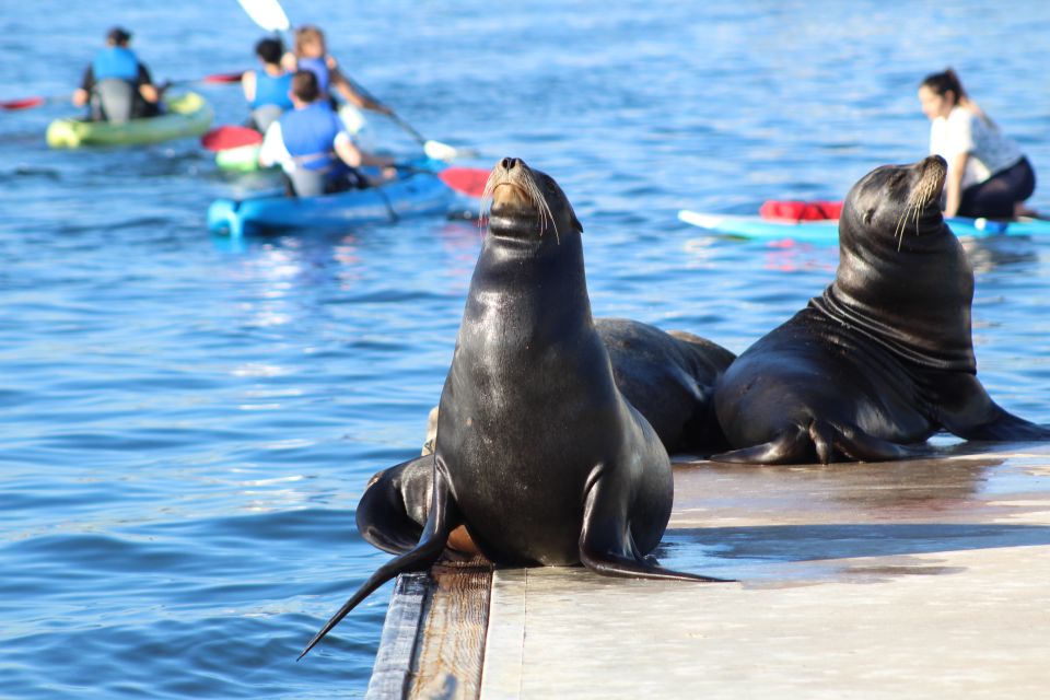 Marina Del Rey: Kayak and Paddleboard Tour With Sea Lions - Common questions