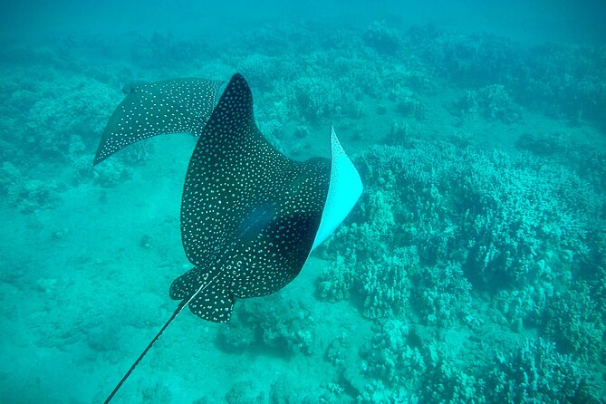 Marine Biologist Guided Snorkel Tour From Shore With Photos - Common questions