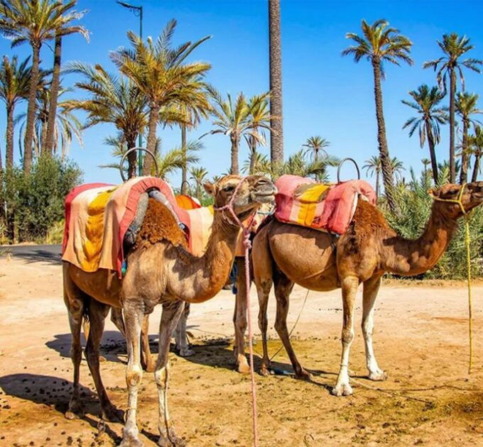 Marrakech Camel Ride in the Oasis Palmeraie and Desert - Optional Add-On Experiences