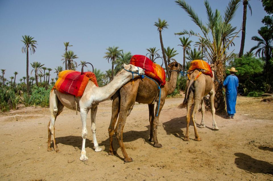 Marrakech Day Trip Includ Lunch, Camel Ride From Casablana - Transportation and Local Guide