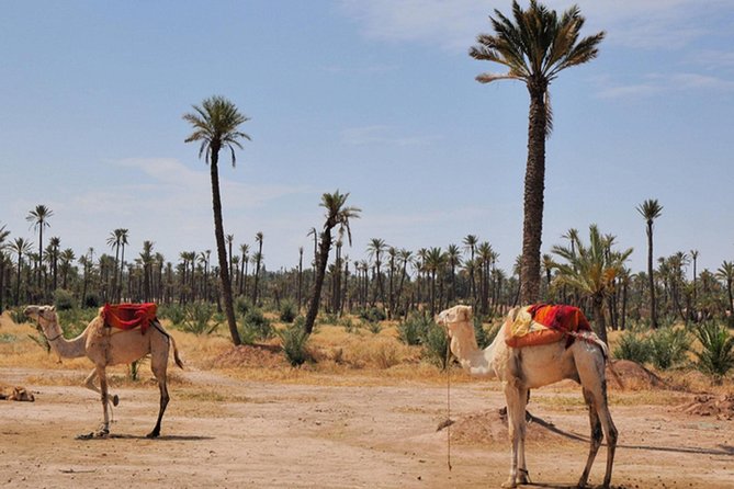 Marrakech Desert Camel Ride - Pricing Details