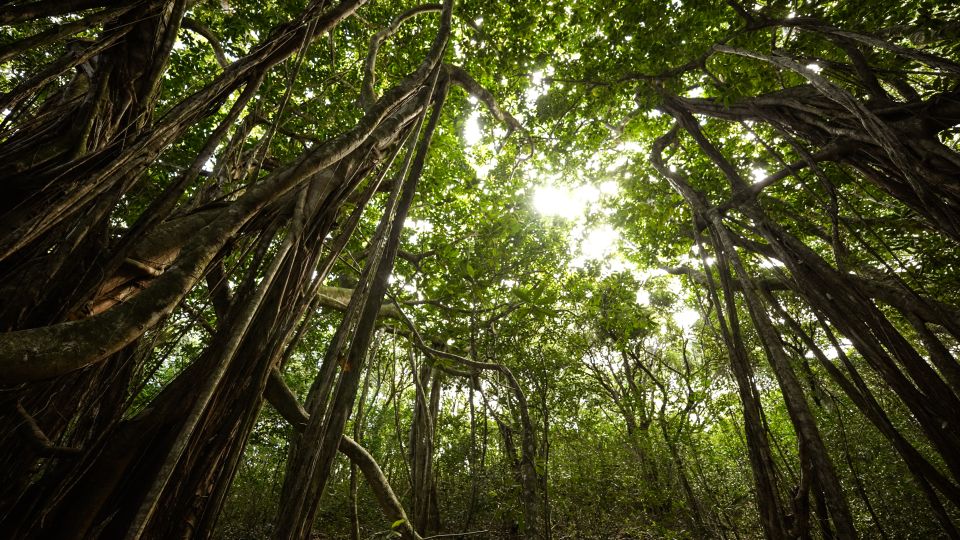 Maui: Honolua Ridgeline Informational Hike - Booking and Additional Information