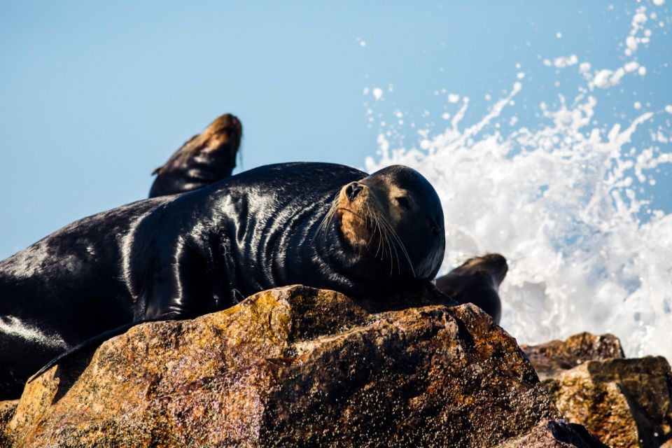 Mazatlan: Ten Islands Boating Expedition - Snorkeling Opportunities