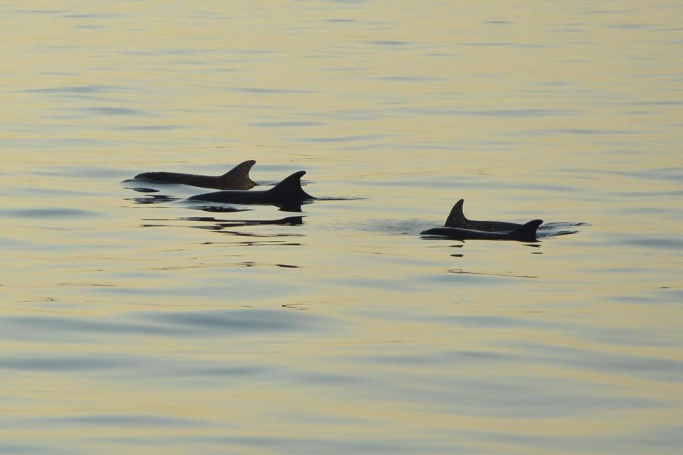 Medulin: Sunset Archipelago and Dolphin Cruise With Dinner - Additional Information