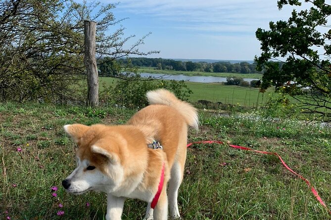 Mindful Forest Bathing With a Picnic Accompanied by an Akita - Questions and Support