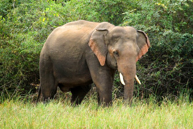 Minneriya National Park Elephant Safari - Operator Information