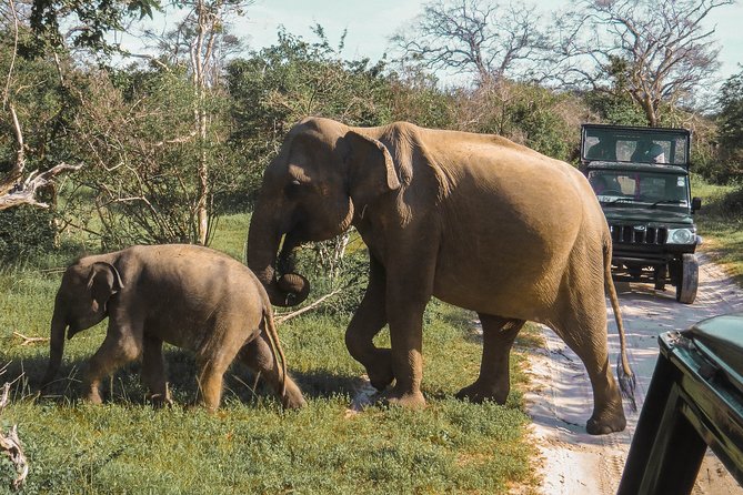 Minneriya National Park Private Safari - Accessibility Notes