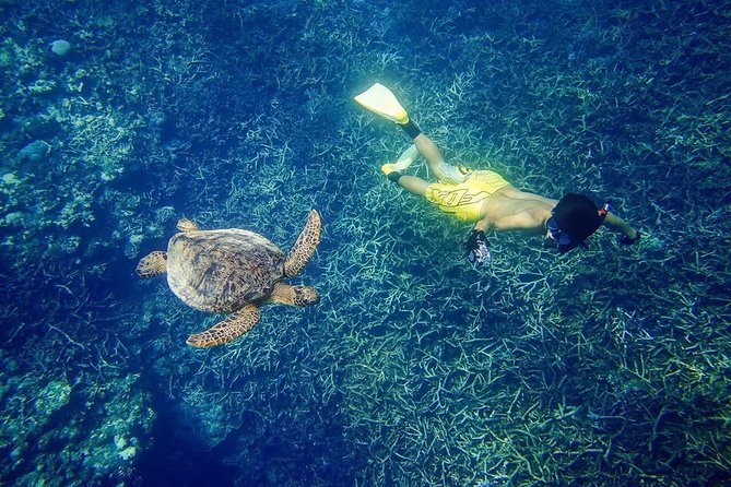 [Miyakojima, Diving Experience] Completely Charter for 2 or More People. Sometimes You Can See Sea Turtles and Sharks - Directions for Diving Expedition