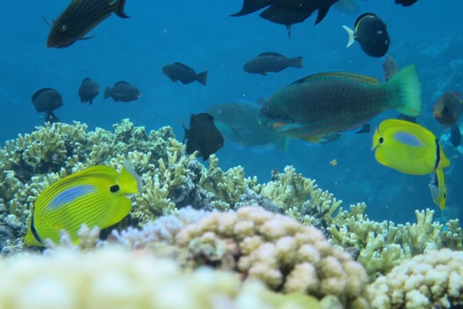 [Miyakojima Snorkel] Private Tour From 2 People Enjoy From 3 Years Old! Enjoy Nemo, Coral and Miyako - Last Words