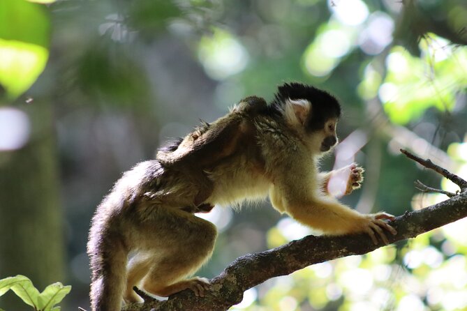 Monkeyland Guided Tour in Plettenberg Bay - Common questions