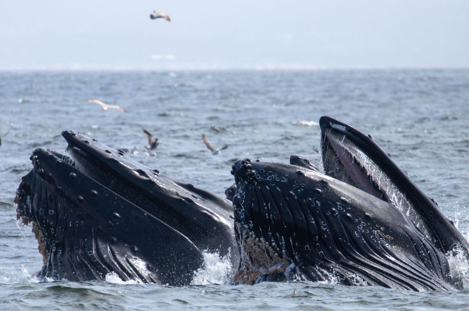 Monterey: Sunset Whale Watching Cruise With a Guide - Review Summary