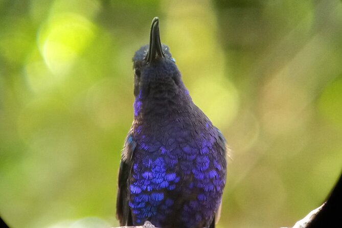 Monteverde Cloud Forest Biological Reserve Birdwatching Tour - Customer Support Information
