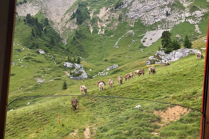 Mt. Pilatus and Cruise on Lake Lucerne Private Tour From Zurich - Important Information