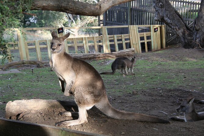 Mt. Wellington, Bonorong and Richmond Day Tour From Hobart - Reviews and Ratings