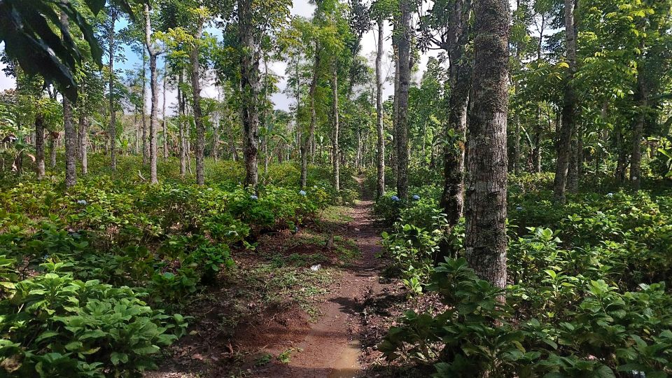 Munduk: Waterfall,Coffee Plantations & Hydrangea Trail - Last Words