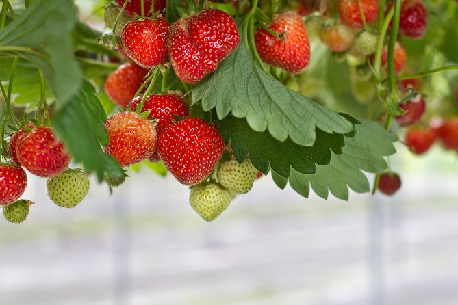 Nami Island & Strawberry Trip With Railbike & Opt. Korean Garden - Common questions