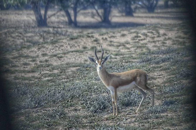 National Park Visit Souss Massa (Endangered Animals) - Additional Resources and Support