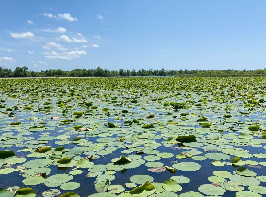 New Orleans: 16 Passenger Airboat Swamp Tour - Common questions