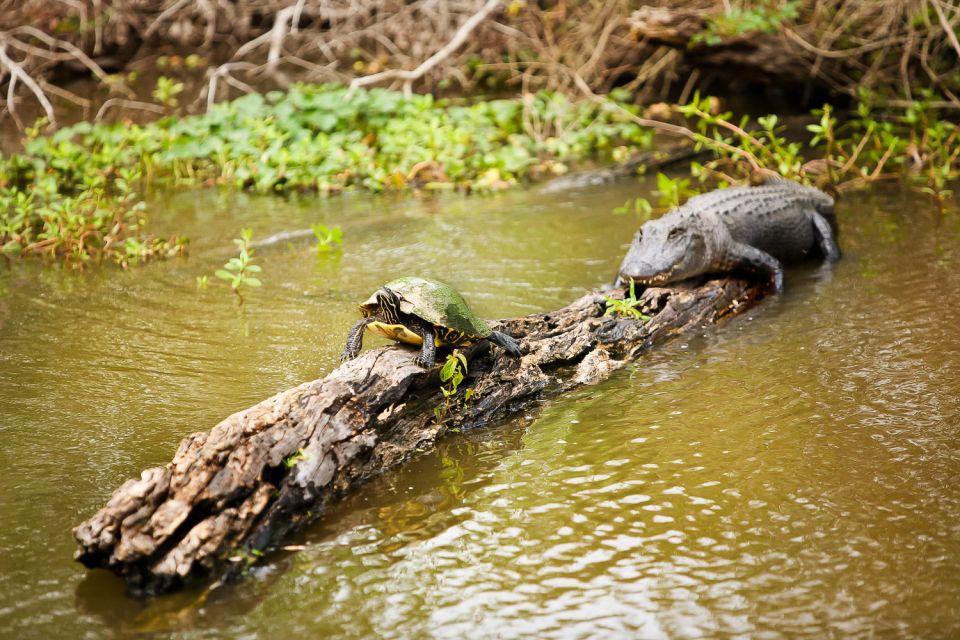 New Orleans: Swamp & Bayou Boat Tour With Transportation - Customer Reviews