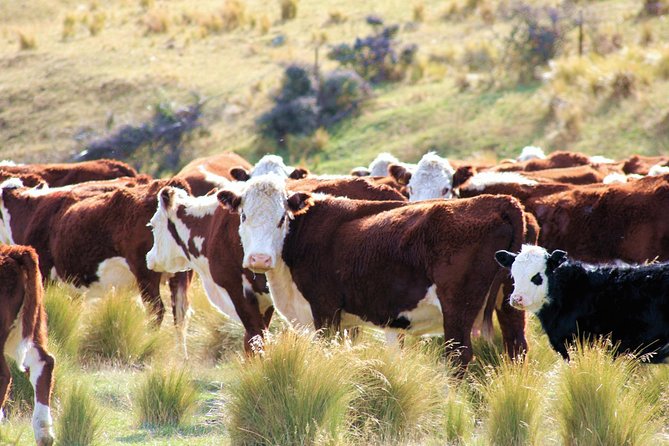 New Zealand Farm & Scenic Day Tour From Christchurch - Directions for Your Farm Tour