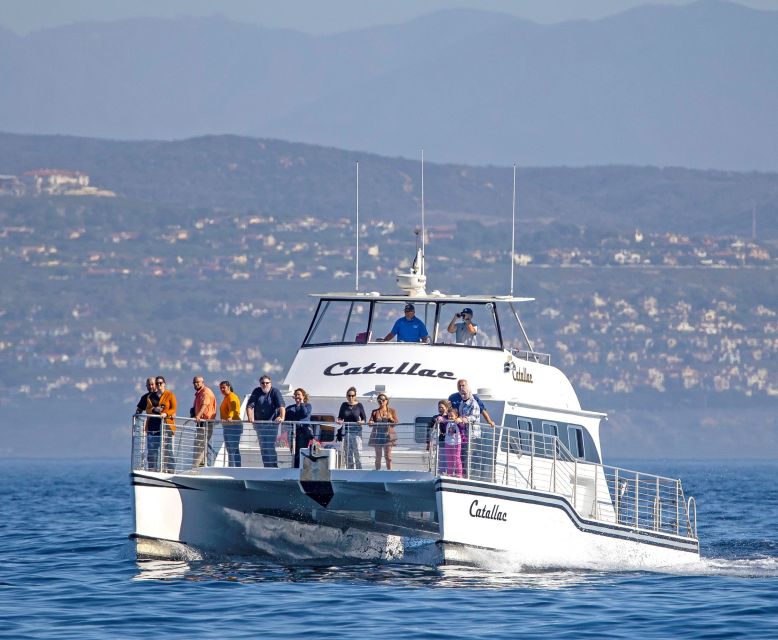 Newport Beach: Luxury Whale Watching Catamaran Cruise - Customer Reviews and Ratings
