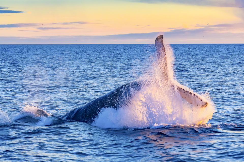 Oahu: Waikiki Eco-Friendly Morning Whale Watching Cruise - Last Words