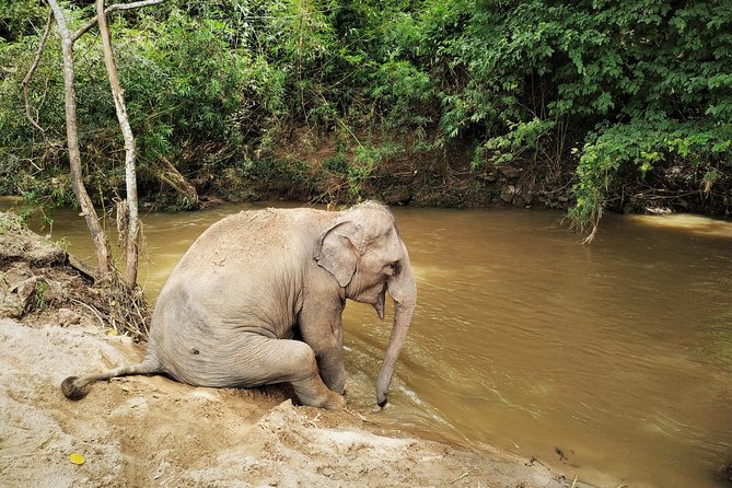 One Day Hiking and Elephant Experience by Chiang Mai Elephant Home - Tour Cancellation Policy