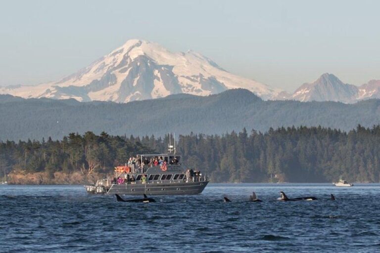 Orcas Island: Whales Guaranteed Boat Tour