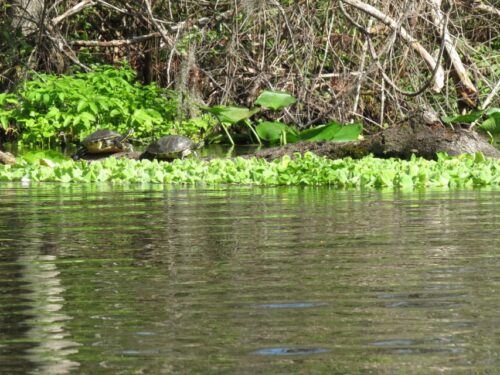 Orlando: Small Group Rock Springs Run Kayak Tour - Safety Measures