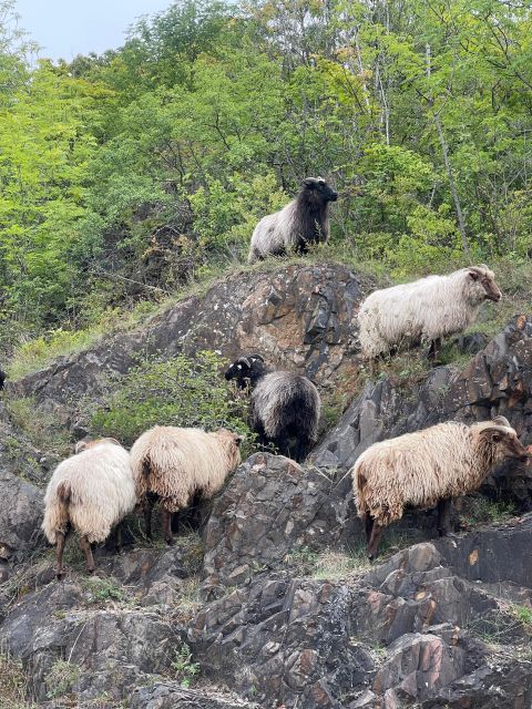 Oslo Island Walks: Island Hopping Tour - Additional Information for Visitors