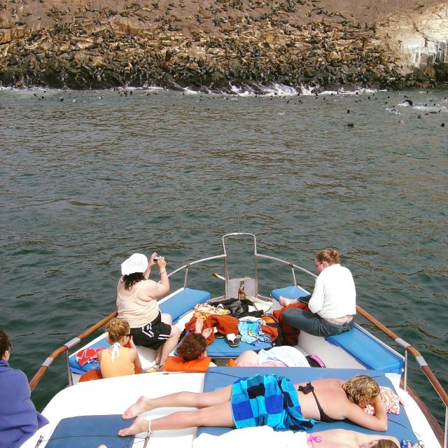 Palomino Islands Yacht Tour and Swim Alongside the Sea Lions - Tour Description