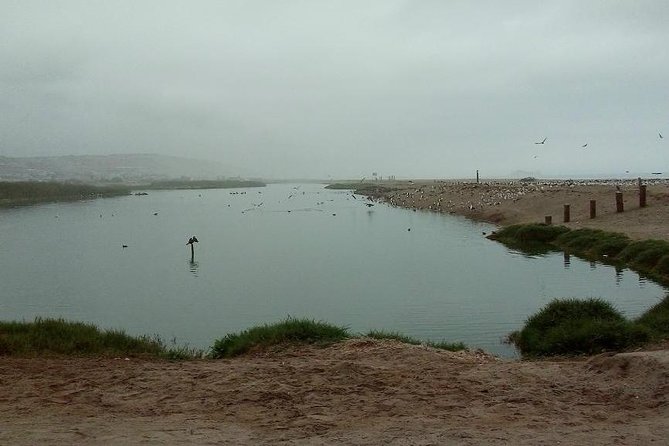 Pantanos De Villa Wildlife Refuge Tour in Lima - Common questions