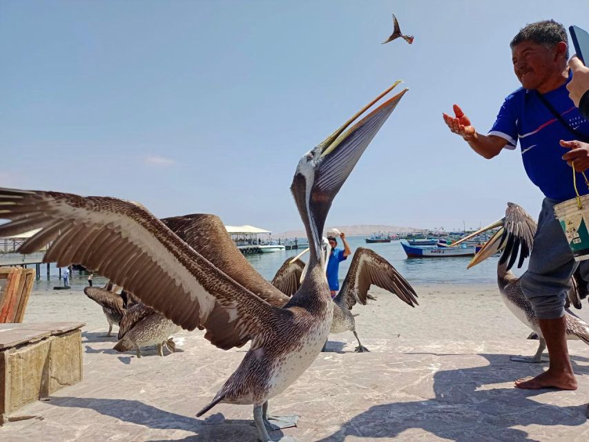 Paracas: Ballestas Islands & Paracas National Reserve - Last Words