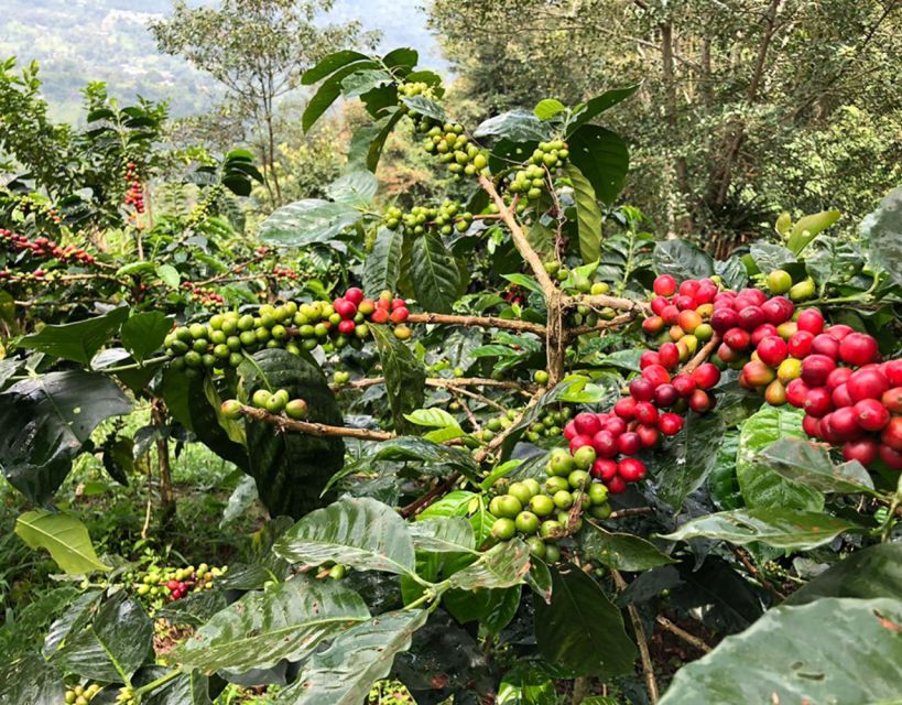 Pereira: Coffee Farm and Salento Walking Tour With Lunch - Common questions