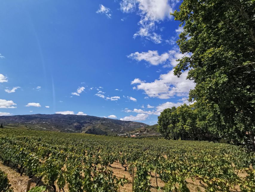 Peso Da Régua: Douro Valley Tour With Lunch and Wine Tasting - Booking Information