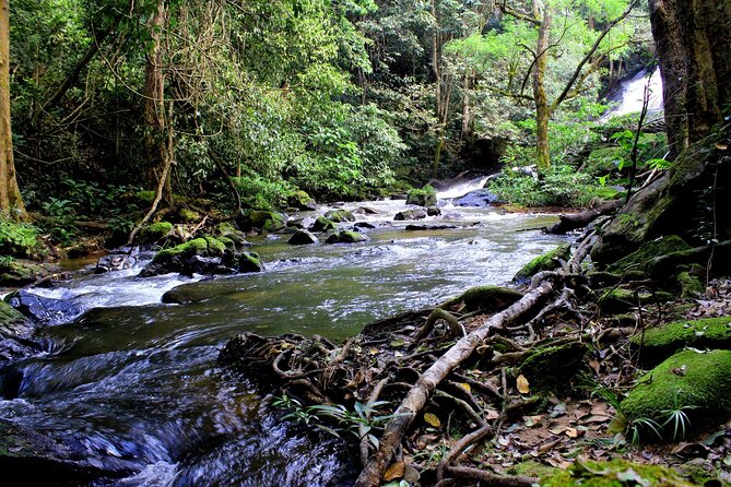 Pha Dok Siew Nature Trail & Doi Inthanon National Park From Chiang Mai - Cancellation Policy and Traveler Reviews