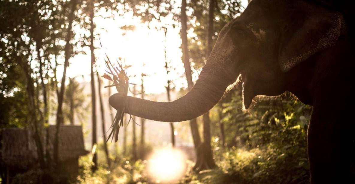 Phuket: Unique Dusk Ethical Elephant Sanctuary Experience - Sustainable Tourism Initiatives