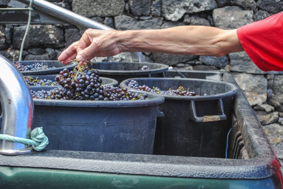 Pico Island: Full Day Wine Culture Tour - Guest Meeting Point