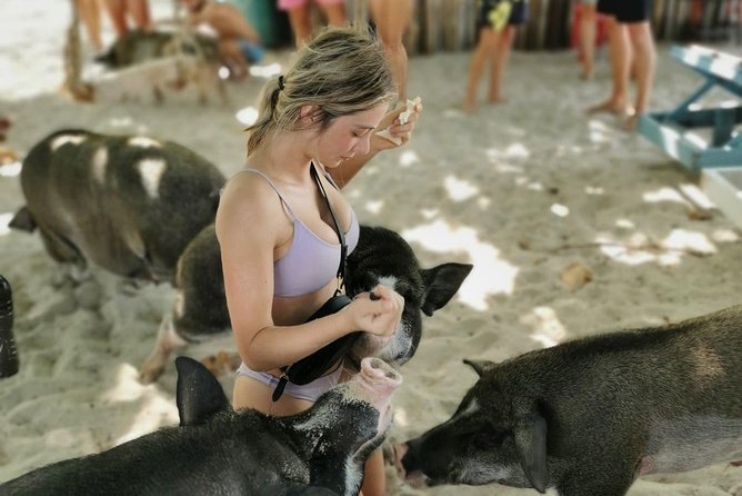 Pig Island Day Trip From Koh Samui by Speedboat - Reviews and Ratings Summary