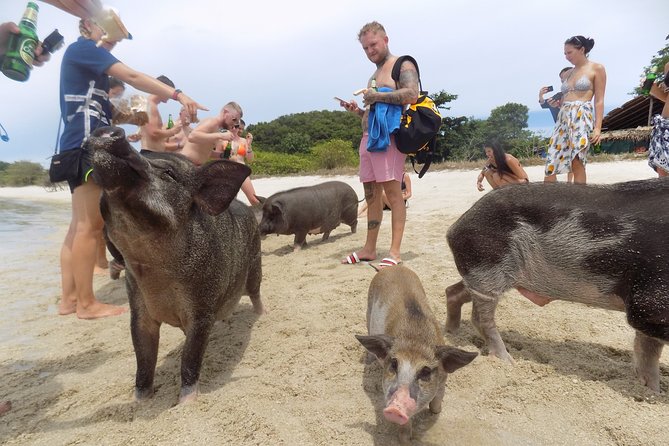 Pig Island Private Longtail Boat Trip From Koh Samui - Traveler Photos