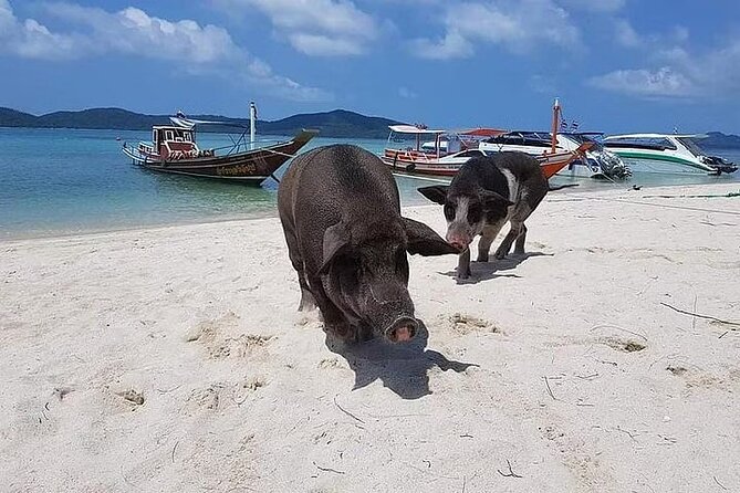 Pig Island ,Snorkeling, Private Long Tail Boat (Local Thai Experience) - Common questions