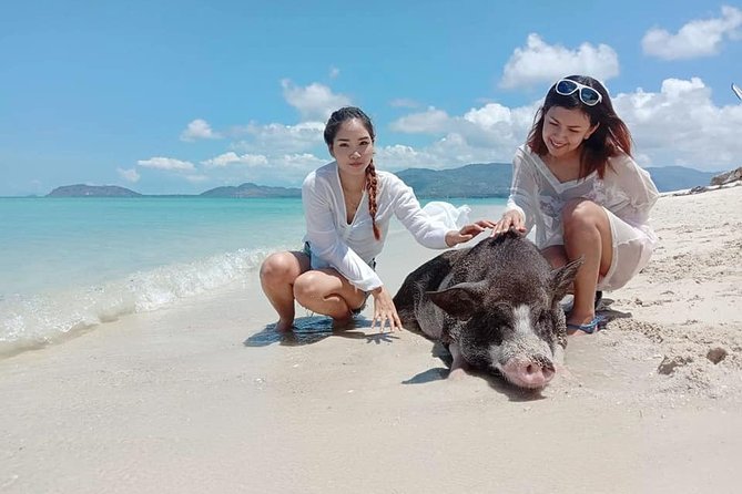 Pig Island Snorkeling & Sightseeing Tour By Speedboat From Koh Samui - Traveler Experience